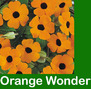 Black-Eyed Susan Thunbergia Hanging Basket